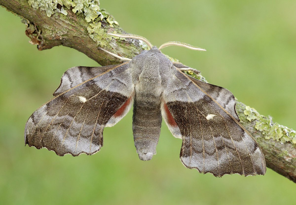 Moth Night 2022 tweet media