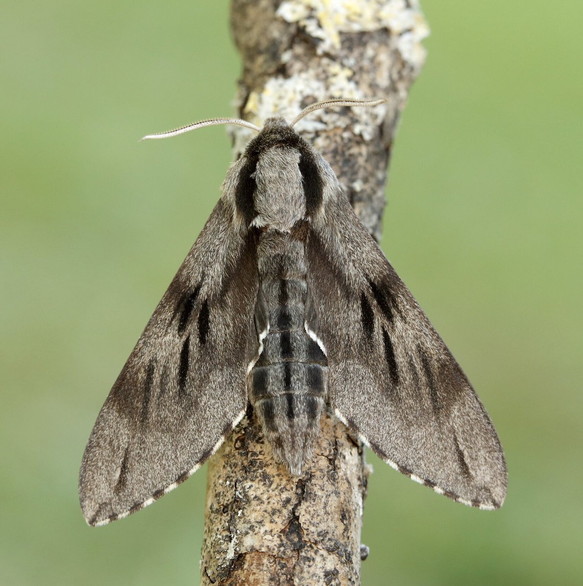 Moth Night 2022 tweet media