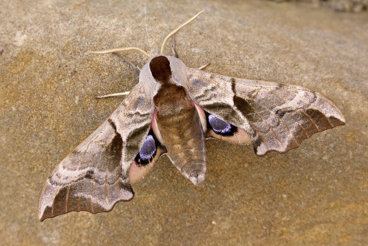 Moth Night 2022 tweet media