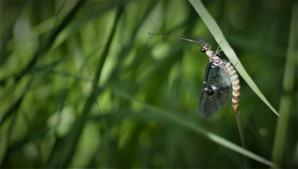 wildpresent's tweet photo. Filming and taking a reccy by some of the more rural stretches of the River Leam yesterday looking for larger subjects but of course the smaller variety were simply too stunning to ignore...
#demoiselle #largereddamselfly #mayfly https://t.co/ayJMXXMeGE