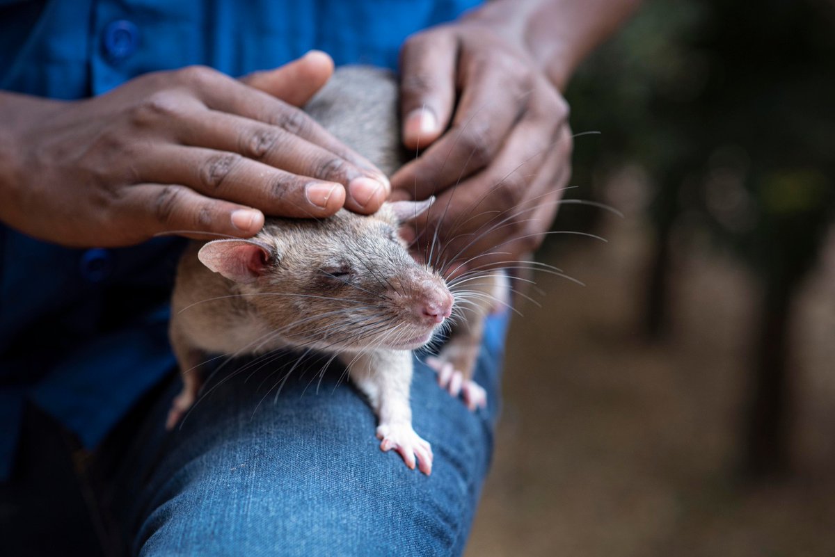 herorats's tweet photo. "When you do the things that you truly love at work, it doesn't matter whether it is Monday or Friday."
Trainer Somanda and #HeroRAT Koffi (Olomide) share a gentle moment before they begin their session.
#herorats #DetectionAnimals #ScentDetectionTraining https://t.co/C6fKdud7Q4