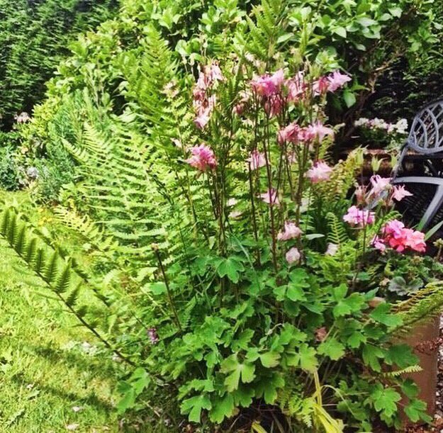 The garden at No 31 looked beautiful yesterday. 
Lots of foxgloves, geums, Dahlias, grasses, purple alliums, Iris and roses. And of course what makes No 31 special the 100's of beautiful Ferns that dot the whole garden. #MondayMotivation #gardening #derbyshire 🌿🌸🌺
