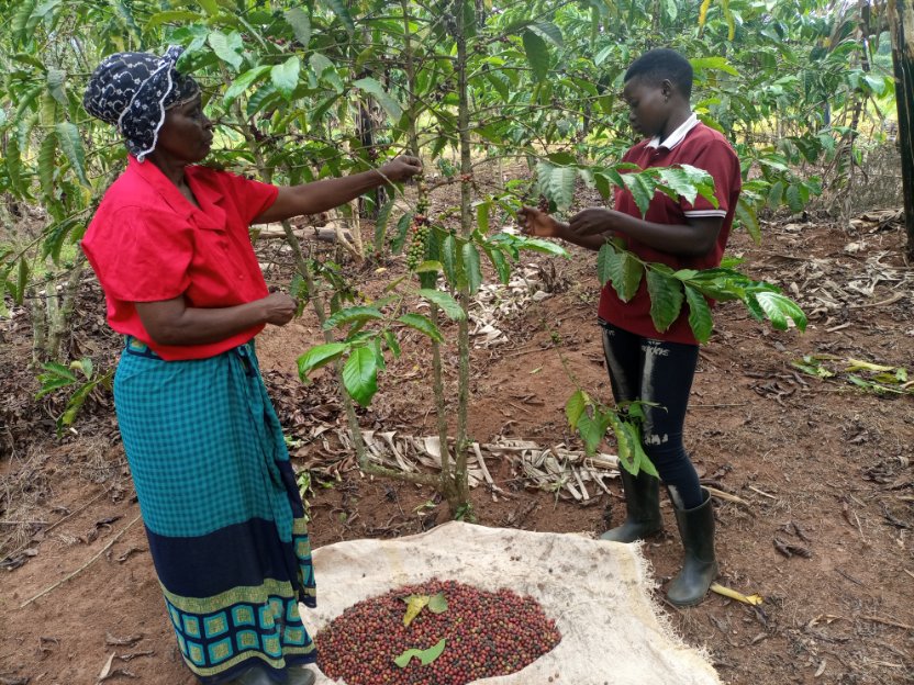 NaCORIUganda's tweet photo. Harvesting ripe coffee seeds at @NaCORIUganda https://t.co/TpIo6kiEiW