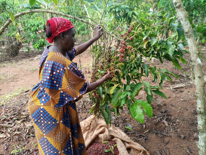 NaCORIUganda's tweet photo. Harvesting ripe coffee seeds at @NaCORIUganda https://t.co/TpIo6kiEiW