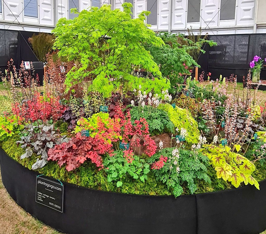 plantagogo's tweet photo. All ready for the judges
Fingers crossed π€
Good luck everyone who is exhibiting at #RHSChelseaFlowerShow
#RHS
#RhsChelsea
#Heuchera
#Heucherella
#Tiarella
#Rhsmastergrower
#bees
#pollinators https://t.co/4HwRmokZzs