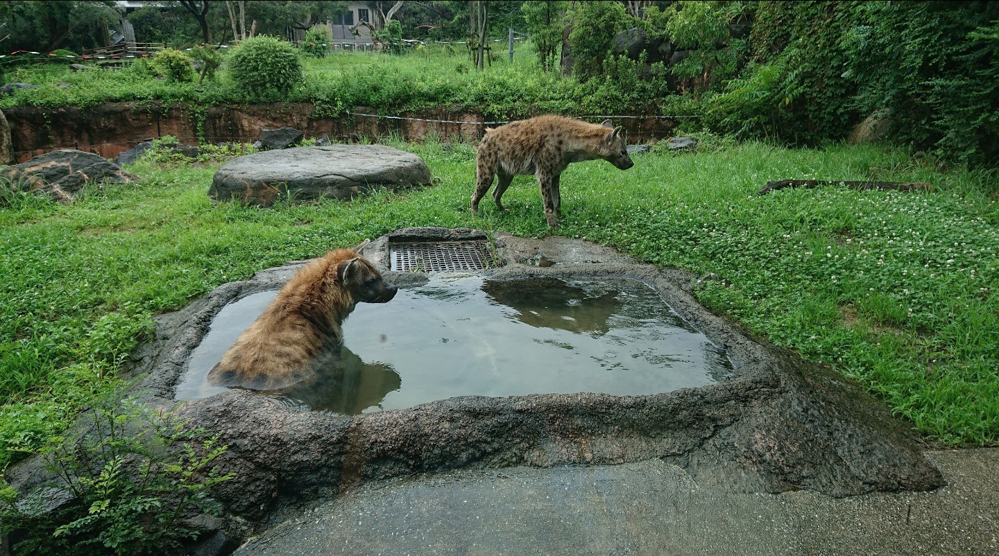 さゆプロ(オラターナ♥)永遠の木漏れ日 (@twister_0117) / X