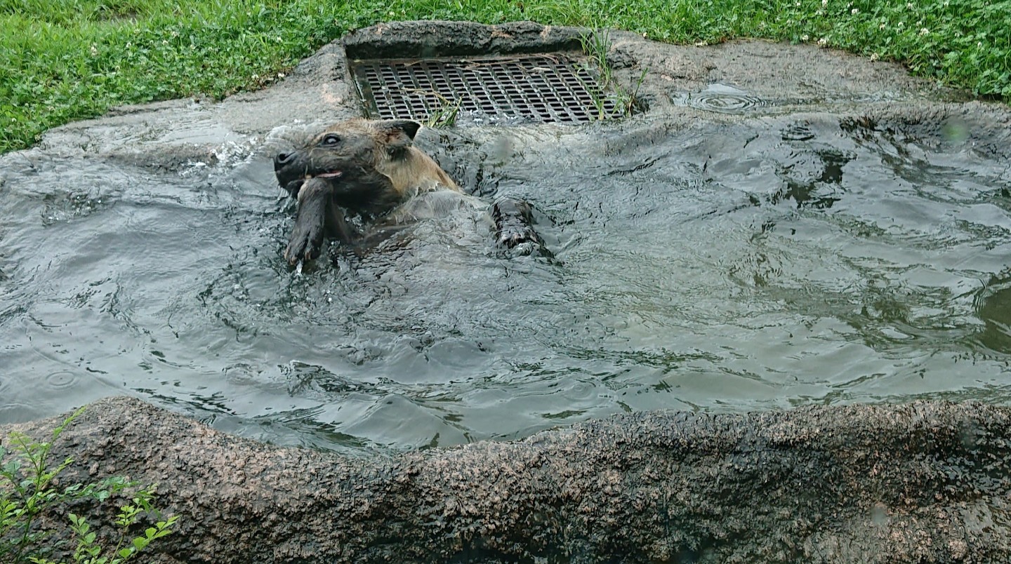 さゆゆページ しゆ (@shiyu0617) / X