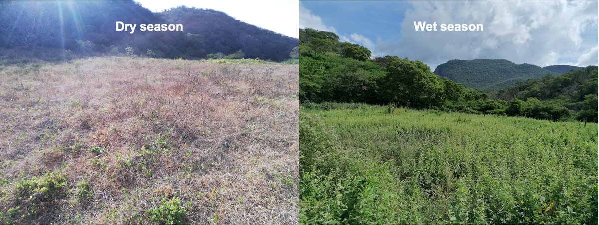 Our driest PANTROP site is the dry forest in Mexico. Look at the tremendous difference in vegetation during the dry and wet season! During the dry season the non-woody vegetation dries out and dies, while in the wet season (June-Oct) everything comes alive again!