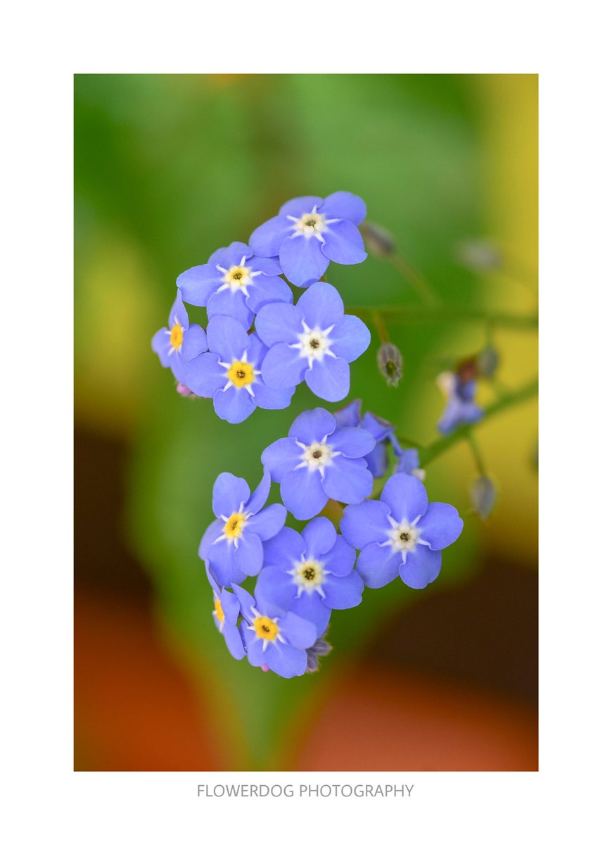 Some forget-me-nots have self-seeded in my little herb garden - lovely 💙

#Flowers #GardeningTwitter #garden #gardening #photography #PHOTOS #photooftheday #photographer #NaturePhotograhpy #NatureBeauty