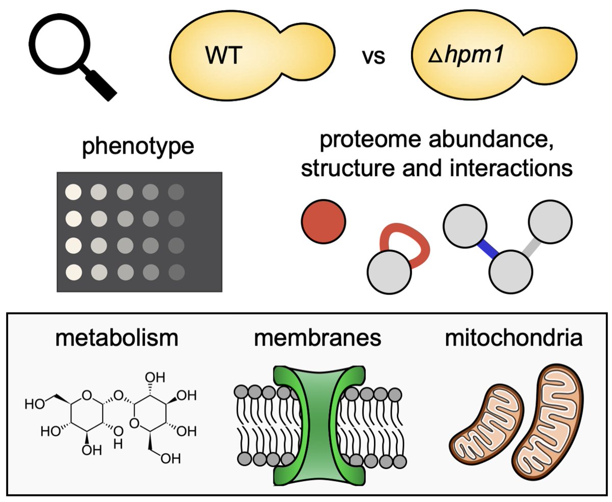 Tara Bartolec (@tarabartolec) on Twitter photo Super thrilled our new paper is out now <a href="/molcellprot/">Molecular & Cellular Proteomics</a> !
We use qXL-MS to compare interactomes & structural proteomes between yeast strains & show how it can uniquely mechanistically explain protein function which is invisible to abundance analysis alone!
mcponline.org/article/S1535-… Super thrilled our new paper is out now <a href="/molcellprot/">Molecular & Cellular Proteomics</a> !
We use qXL-MS to compare interactomes & structural proteomes between yeast strains & show how it can uniquely mechanistically explain protein function which is invisible to abundance analysis alone!
mcponline.org/article/S1535-…