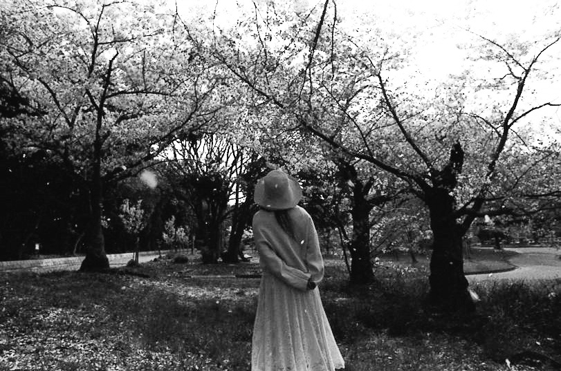 Hiropono_'s tweet photo. 君と桜の木の下で https://t.co/1k2F5OS9wx