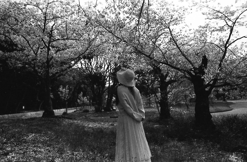 Hiropono_'s tweet photo. 君と桜の木の下で https://t.co/1k2F5OS9wx