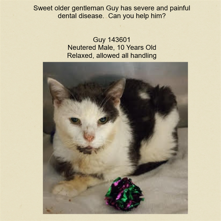 DubJH1009's tweet photo. https://t.co/irNoRKXJkY #HelpHimNow #PleaseHelpHim #NeedsHelp #SOS #nyc #cats https://t.co/EMqTnUMhhu