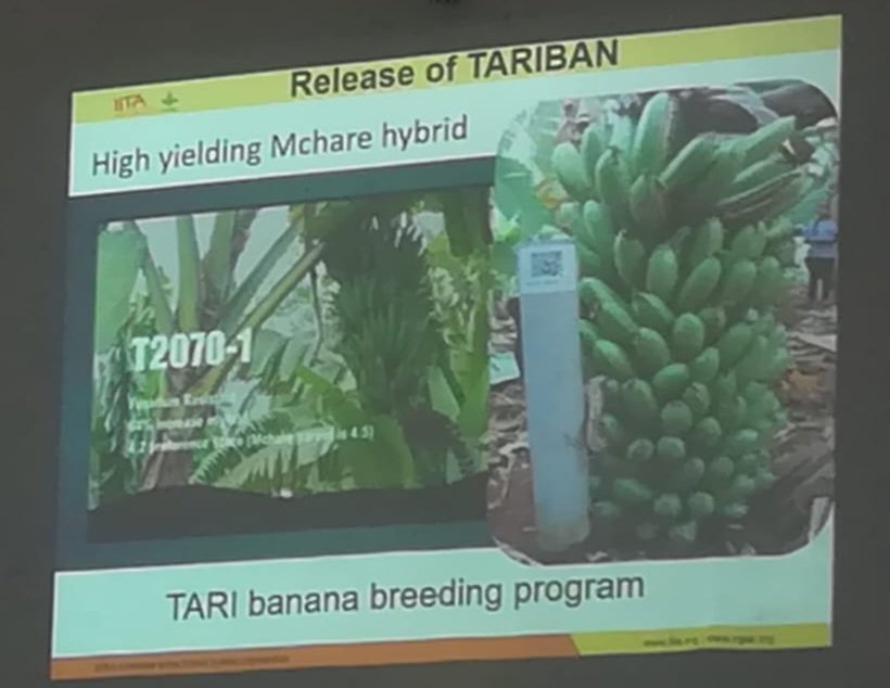 RtBfoods's tweet photo. #RTBfoods is excited to join the ABBB annual meeting starting today in Arusha-Tanzania to celebrate the delivery of new Tariban Matooke hybrids. @CassavaMatters @CGIAR #OneCgiar #ABBB @Cirad @NARO_NaCRRI @NaroKawanda @tzagriculture #Tari #Tanzanya #RTB #tariban #matooke https://t.co/WJSMVyuCDA