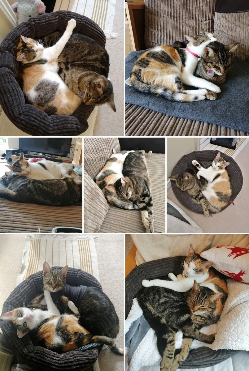 We lost our cheeky daredevil last night - risk taking finally got the better of him. To say that we're devastated is an understatement, he and his sister got us through lockdown and we'd hoped to watch our baby grow up loving him as much as we did. Hug your pets while you can 💔