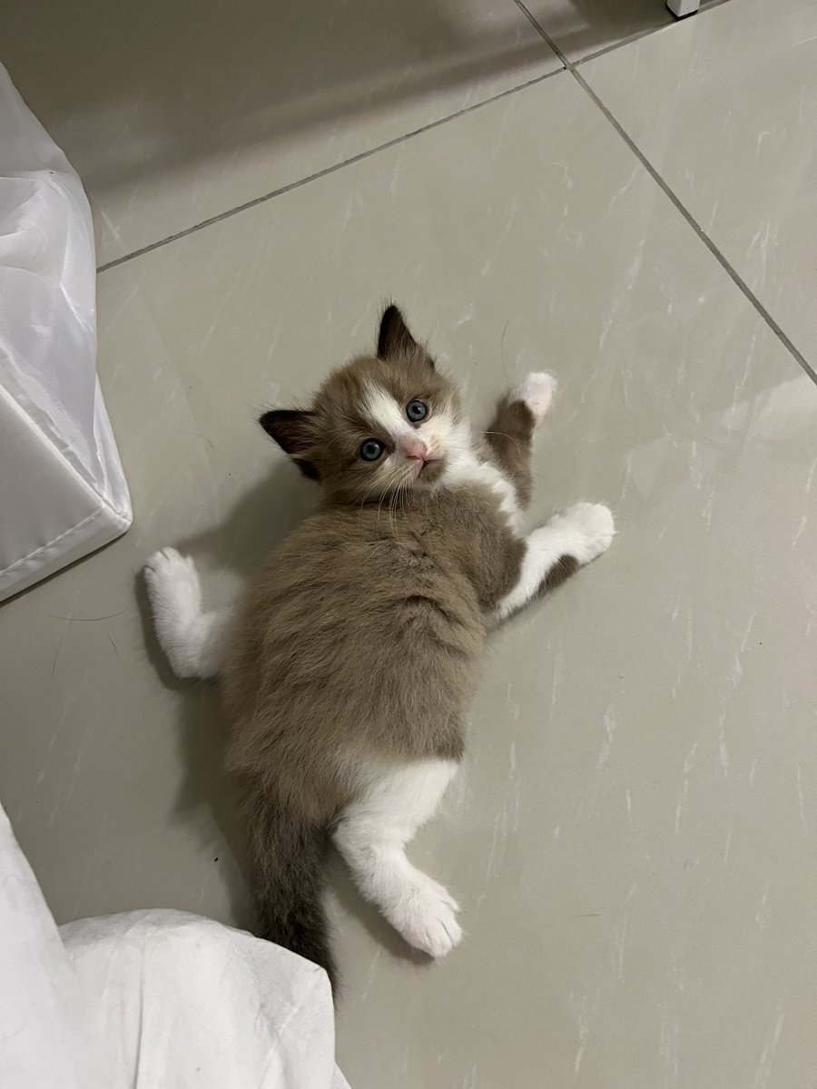 najihahshahrel's tweet photo. Rescued an injured stray cat and 4 months later, she blessed me with beautiful babies 🫶🏻 https://t.co/6jLZbwggSt