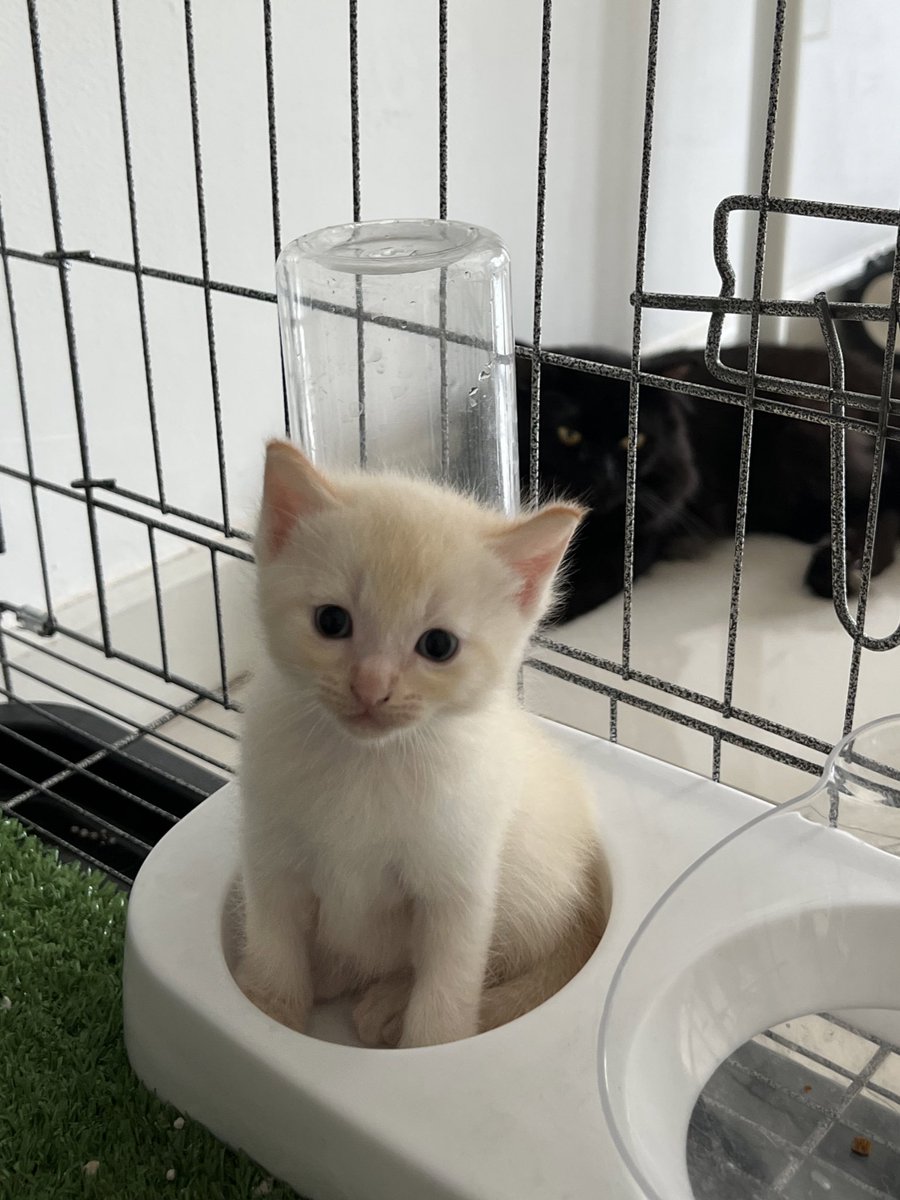 najihahshahrel's tweet photo. Rescued an injured stray cat and 4 months later, she blessed me with beautiful babies 🫶🏻 https://t.co/6jLZbwggSt