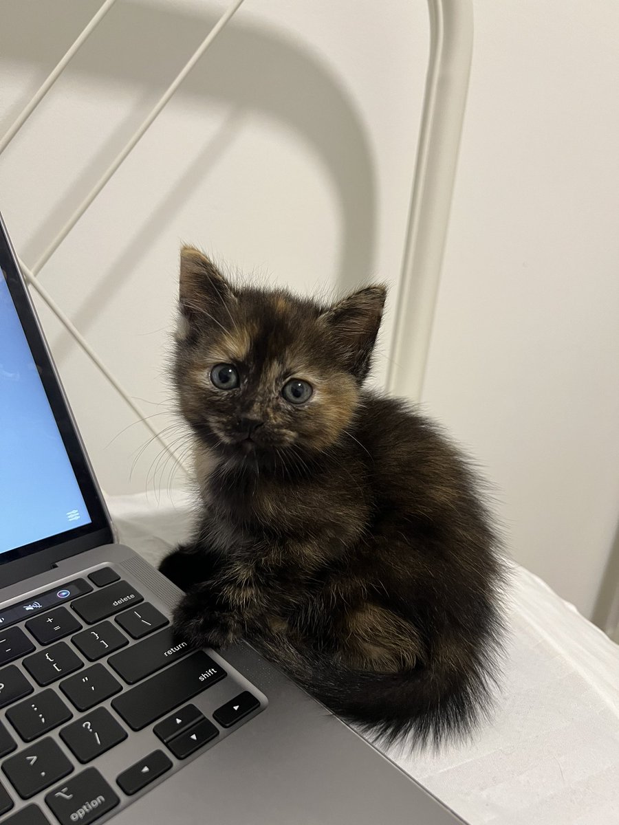 najihahshahrel's tweet photo. Rescued an injured stray cat and 4 months later, she blessed me with beautiful babies 🫶🏻 https://t.co/6jLZbwggSt
