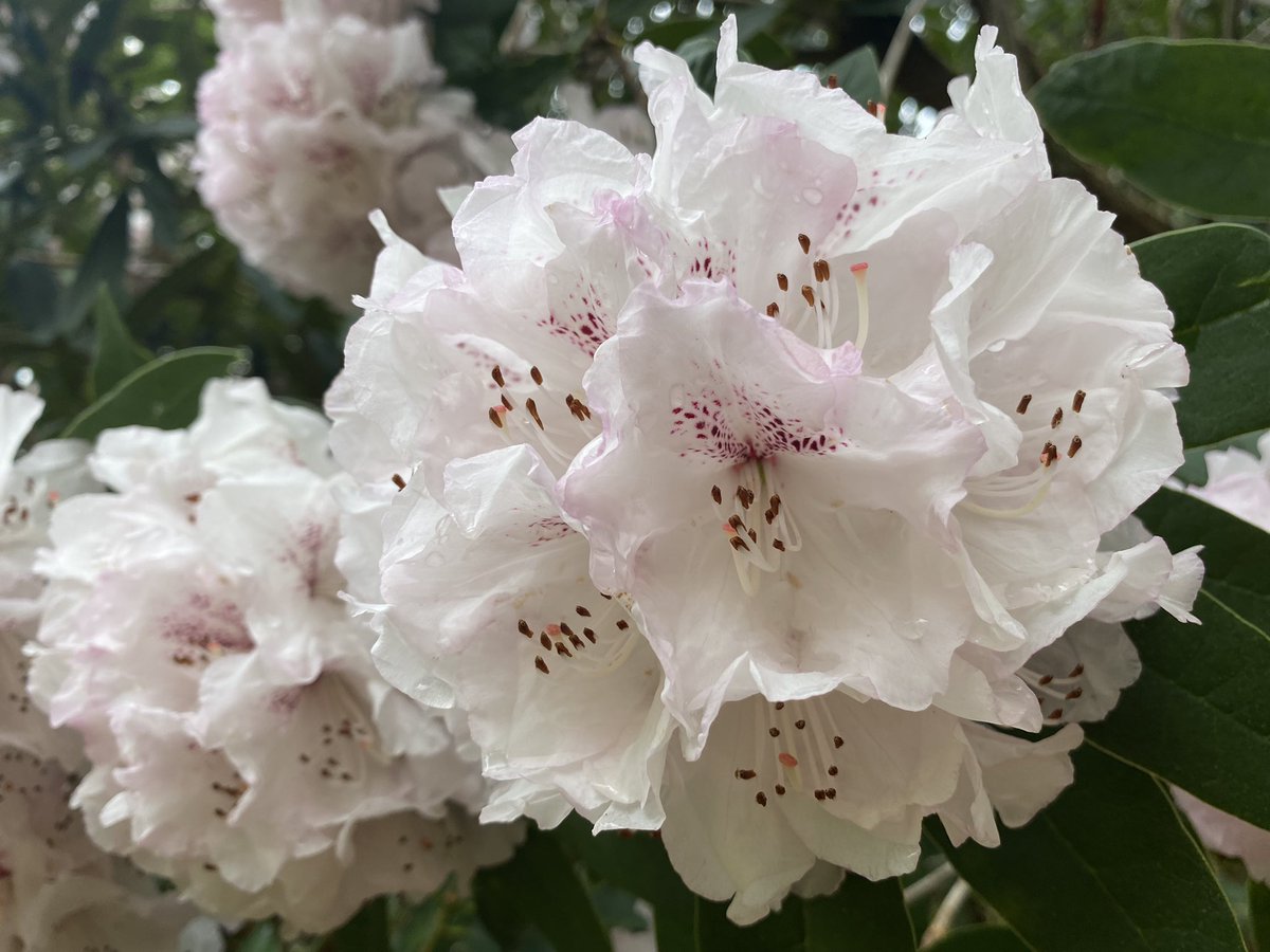 islafrobertson's tweet image. Got a feeling this week’s going to be one of those news weeks that wears us all out in despair so while we wait and see have a nice flower and some beautiful trees ❤️