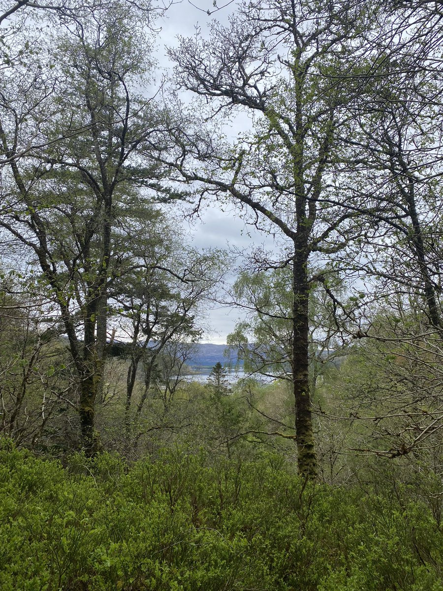 islafrobertson's tweet image. Got a feeling this week’s going to be one of those news weeks that wears us all out in despair so while we wait and see have a nice flower and some beautiful trees ❤️