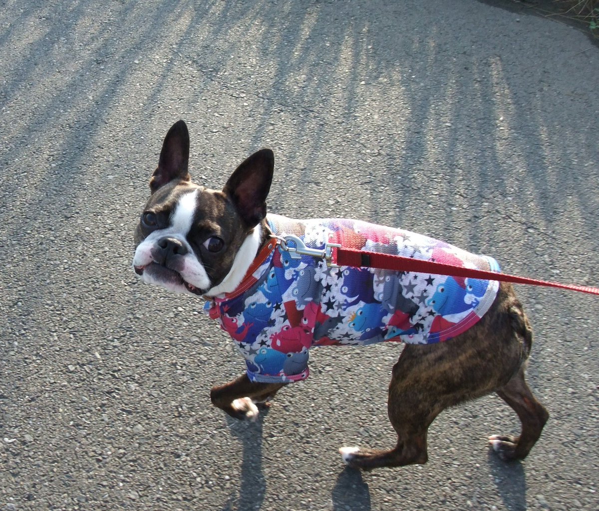 chorico2205's tweet photo. 5月23日は我が家で初めて飼ったワンコの命日です。
犬と暮らすことの楽しさ、ボストンテリアの面白さを教えてくれた大切な存在。
やっぱり散歩が大好きだったなぁ。散歩中の懐かしの一枚です。
ず〜っと忘れない。大好きだよ💓

#ボストンテリア https://t.co/JBBeJXysjc