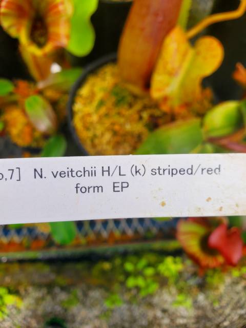 y_exotics's tweet photo. ＃山田食虫植物農園
＃食虫植物 https://t.co/adGM1rM7h7