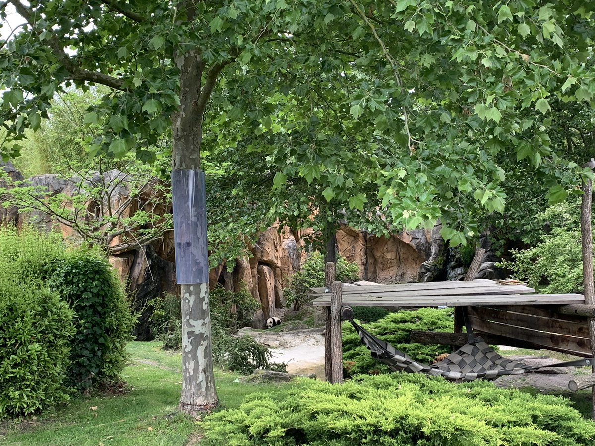 pandas_fr's tweet photo. ๐ผ ๐ซ๐ท La trouverez-vous ? #YuanDuDu ce jour au @zoobeauval
https://t.co/QYVgSCHpvu https://t.co/saZCKkTmyB