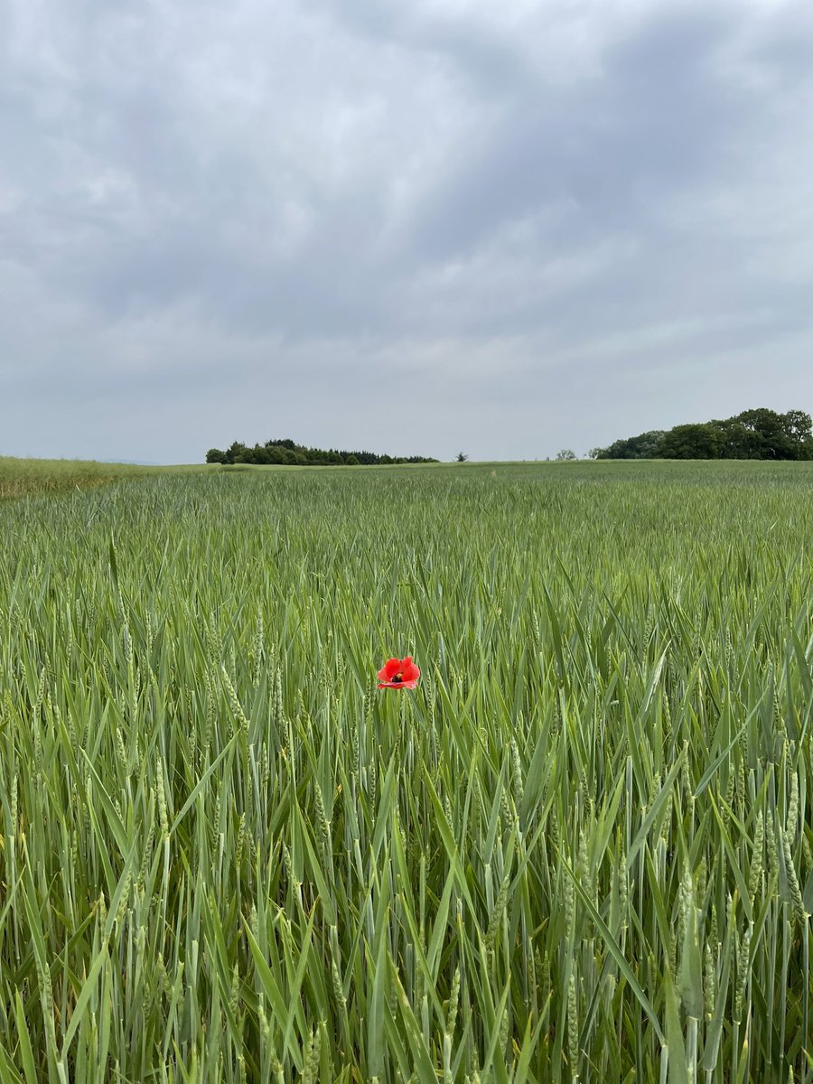 Zuff70's tweet image. 