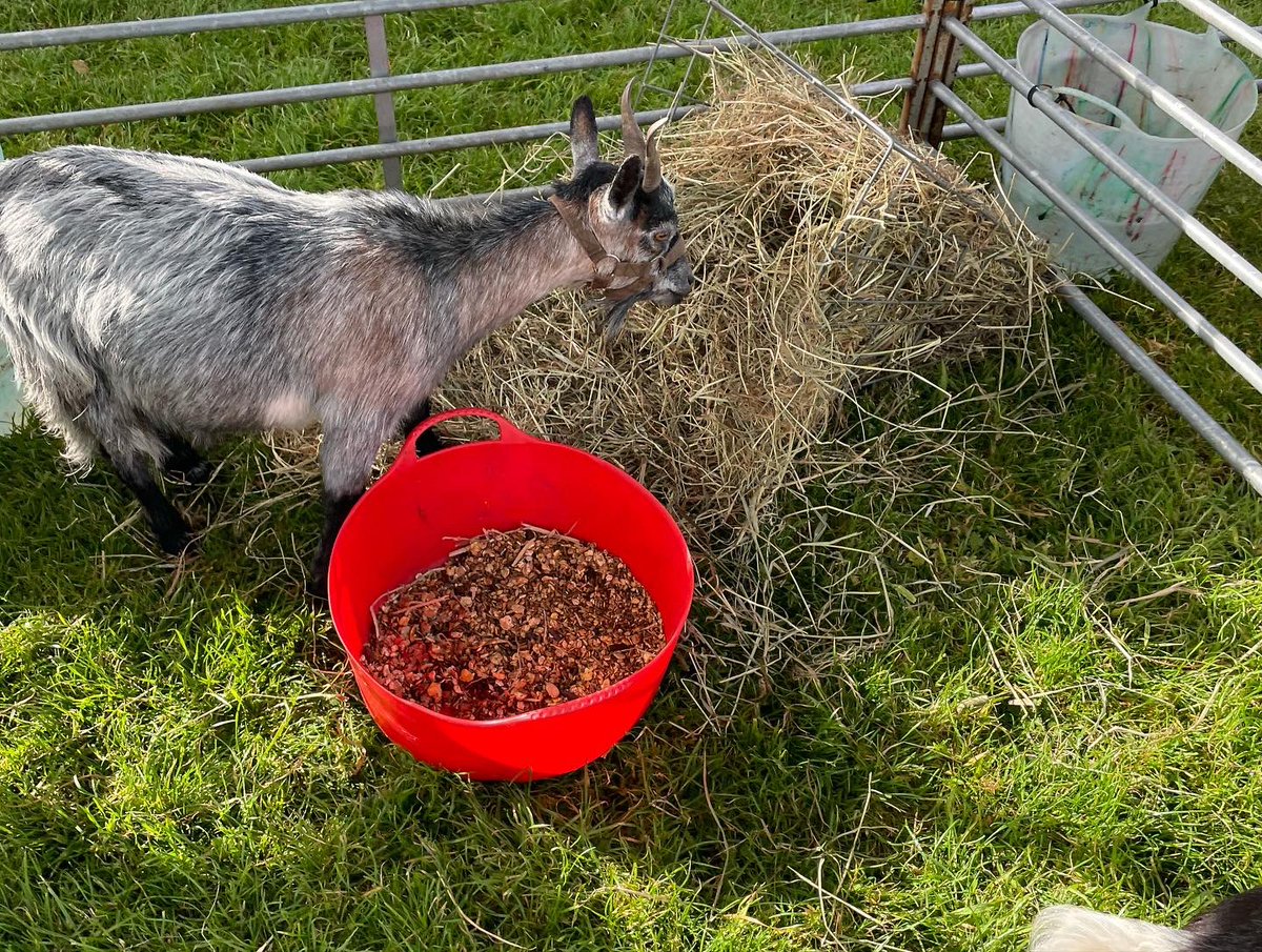 Allday's Farm tweet media