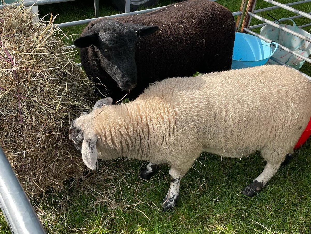 Allday's Farm tweet media