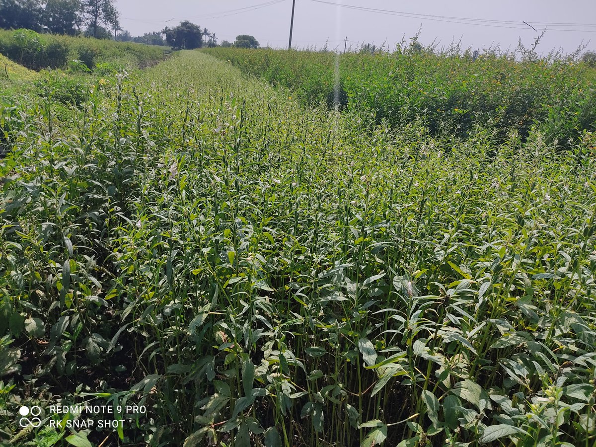 SyngentaIND's tweet image. #BiodiversityWeek2022 

Our #OperationPollination in #Karnataka on red gram has achieved environmental, social and economic #sustainability by enhanced pollinators' activity to help farmers improve quality and quantity of their yield.

#WorldBeeDay2022
