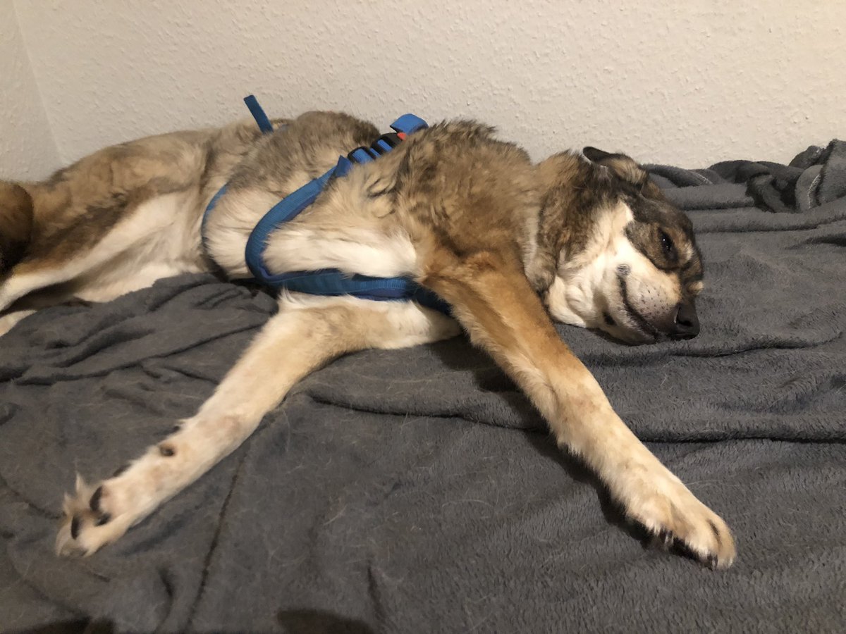 Das ist meine Yuma (11). Eine bulgarische Schönheit. #Angsthund #Seelenhund - hallo an das #Twitterrudel ♥️