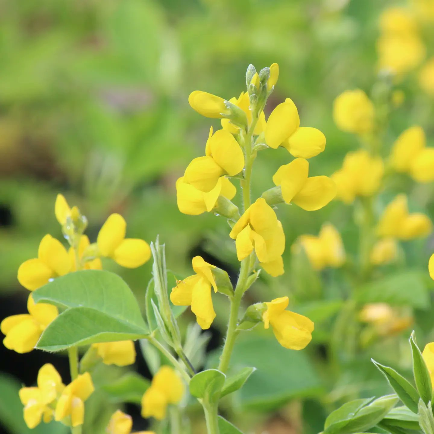 紫桜館 山の花屋 黃花センダイハギ 栽培場にて Thermopsis Lupinoides 22 5 23 Thermopsislupinoides Thermopsis 黃花センダイハギ T Co Igfffwitcw Twitter