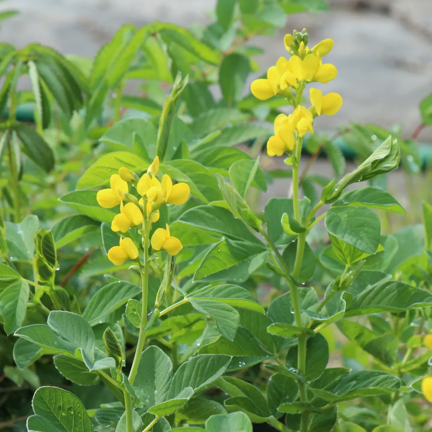 紫桜館 山の花屋 黃花センダイハギ 栽培場にて Thermopsis Lupinoides 22 5 23 Thermopsislupinoides Thermopsis 黃花センダイハギ T Co Igfffwitcw Twitter