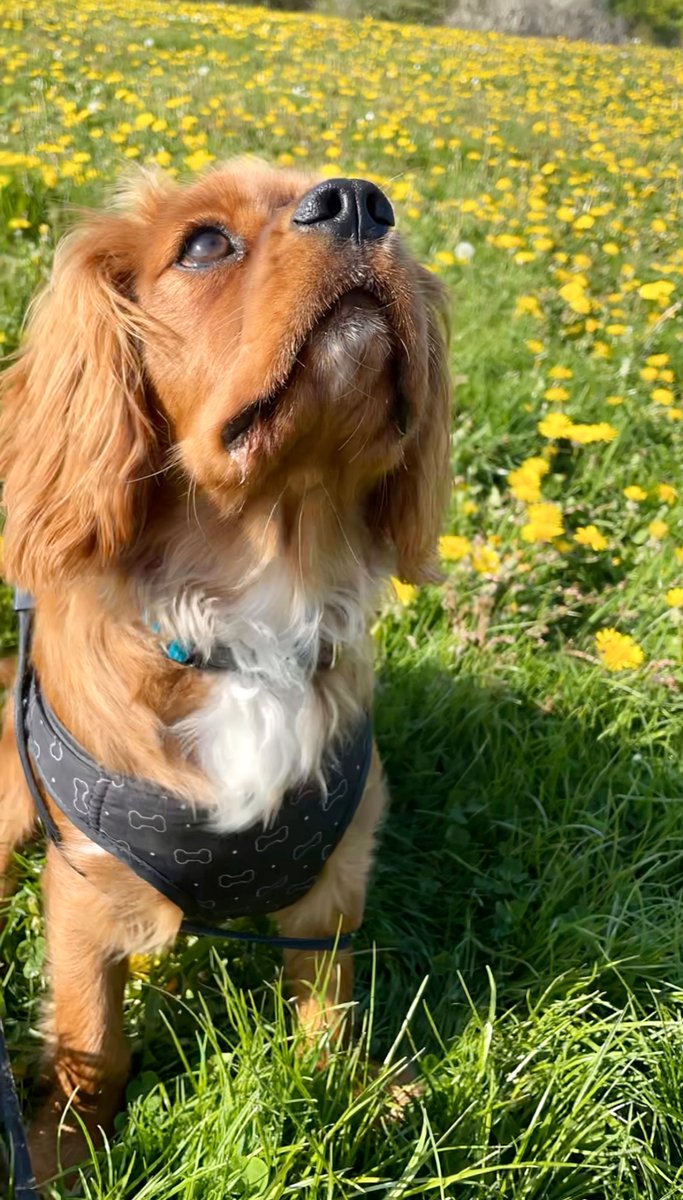 Super_Barrio's tweet photo. 9 out of 10 new people I  meet on dog walks respond the same way…

“Oooh. So THIS is Flapjack?”

…I worry he might be getting a reputation. https://t.co/tWr43XTdhF