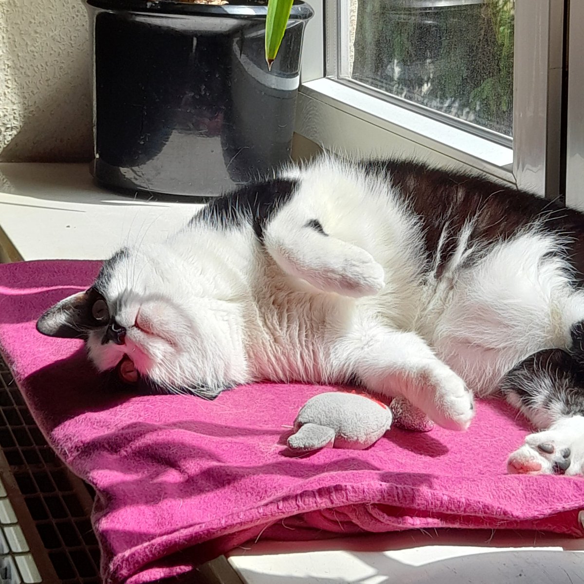 Pünki ,mein kleiner Scheißer hat heute Geburtstag und würde sich sicher über paar Glückwünsche zu seinem 4.Burzeltag freuen 🥳🎂😻💞😍