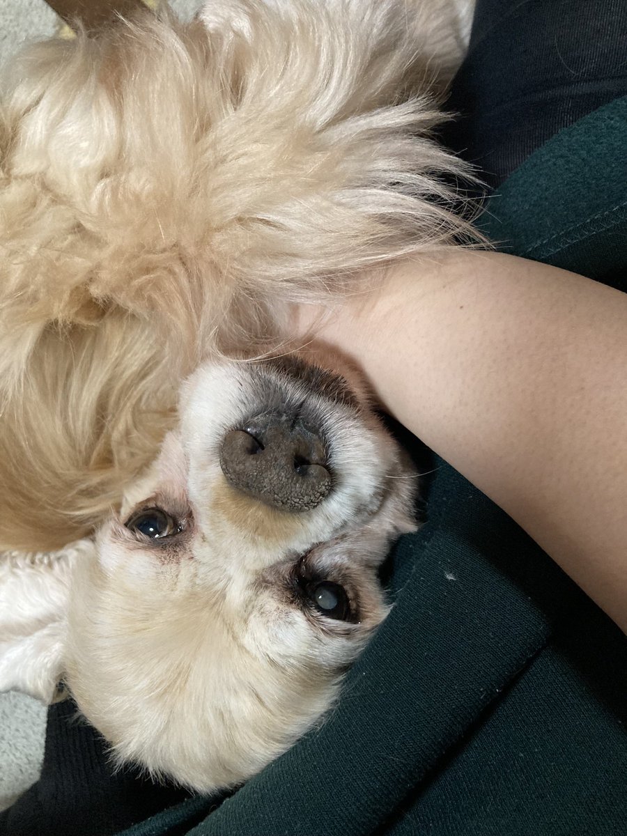 rabicuru456's tweet photo. 今日は検査の為シータを病院に連れていきます😇
ま���嫌な顔するんやろうな😅 https://t.co/Keo3Rs4Sqv