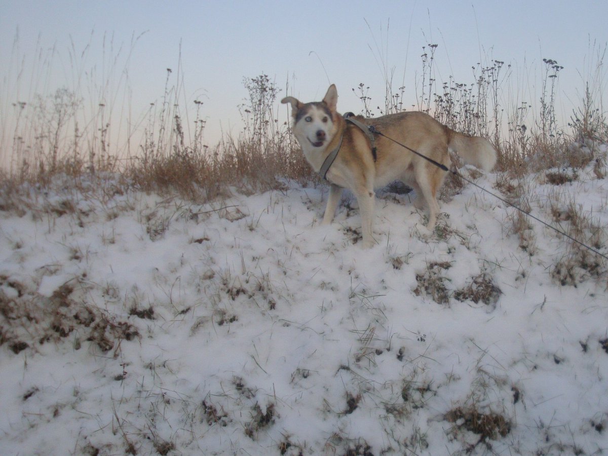 10 Jahre ist es schon her, seit du nicht mehr bei mir bist ♥️ Und dennoch vermisse ich dich jeden Tag.  Meine Husky-Mix-Maus (Shiva) #Twitterrudel 💔🐕🥺🐶💕❤️