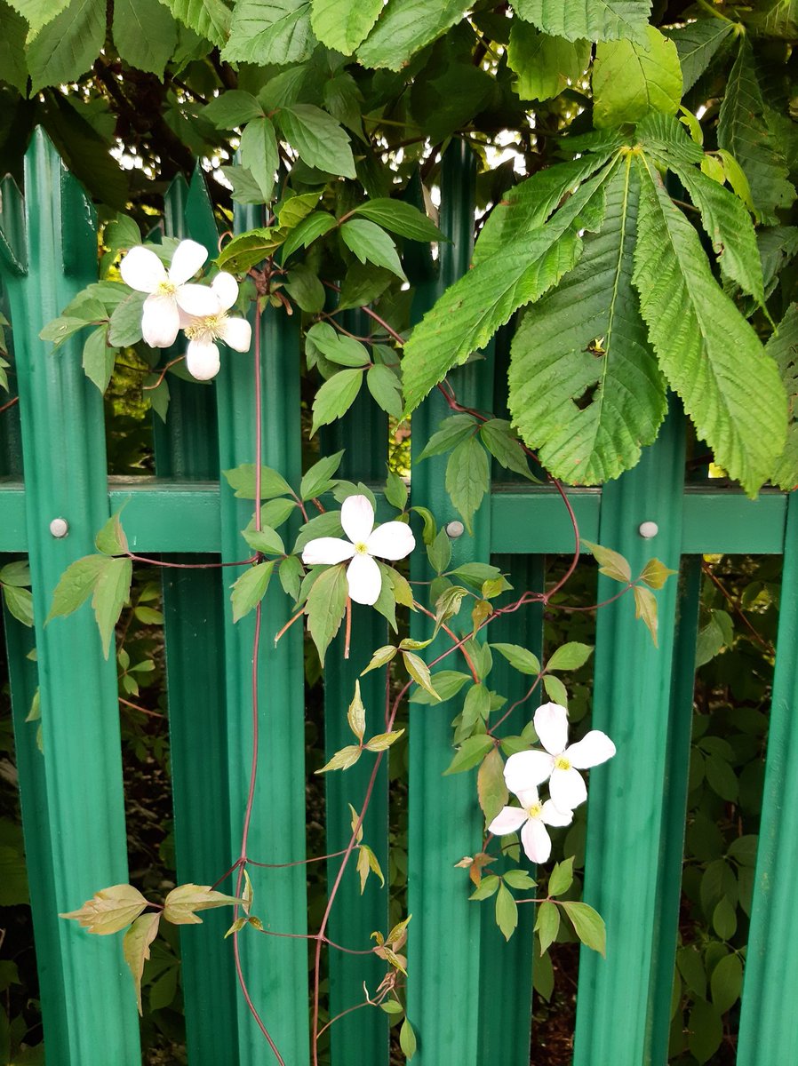 JohnSocEnt's tweet photo. #MondayCommute: nature blooming on my way to a comfortable @Translink_NI train πinto Belfast. The pink hued Cheshunt was particularly beautiful. Is it a hybrid? https://t.co/Y1DCUcrngP