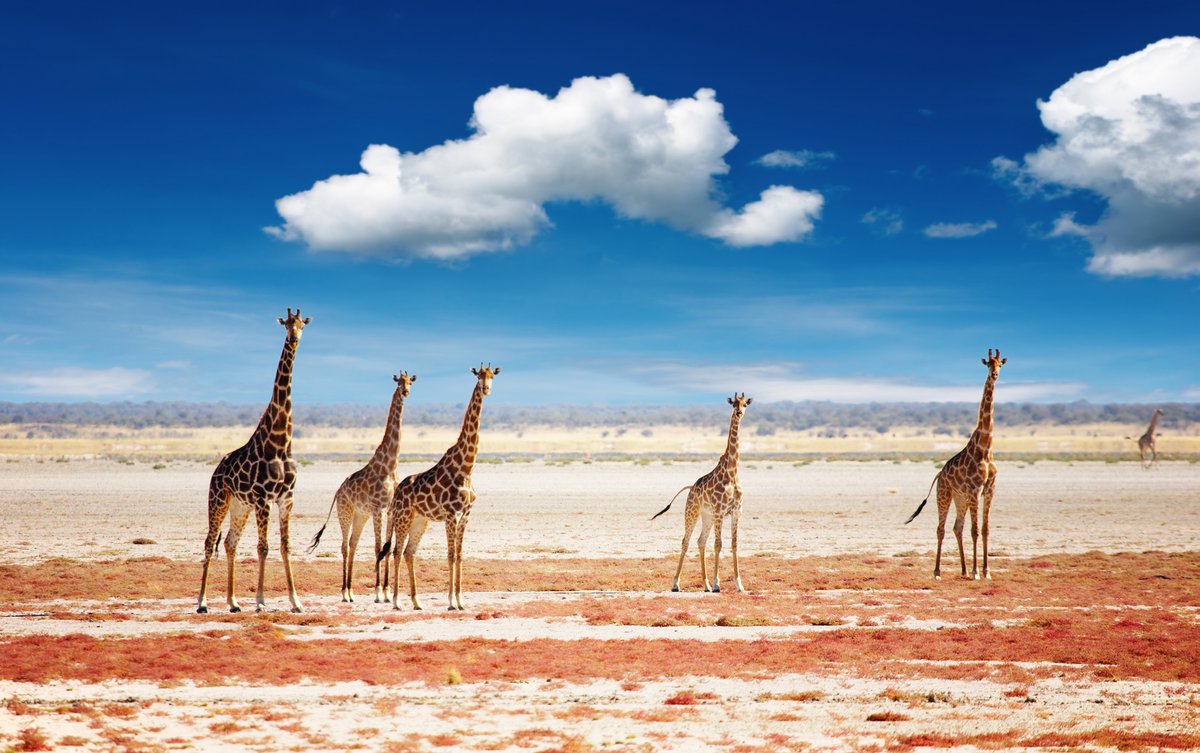 AfricaTravelCo's tweet photo. #africatravelco #africa #travel #etosha #namibia #giraffe https://t.co/1UufWdiU9B