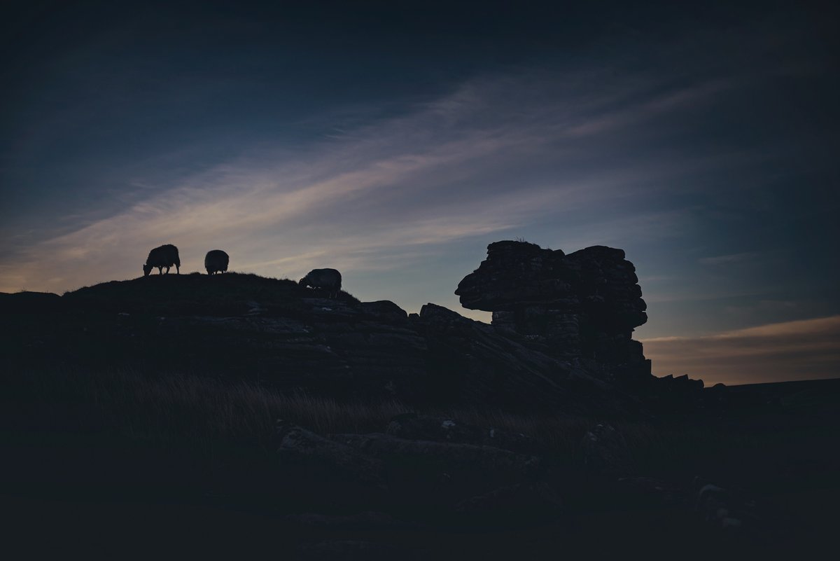 GlavindStrachan's tweet photo. #sunrise and #sheep at #LintsTor on #Dartmoor ππ· from our #wildcamp at the weekend π #Dartmoorphotography https://t.co/XyBgwJE8Lv