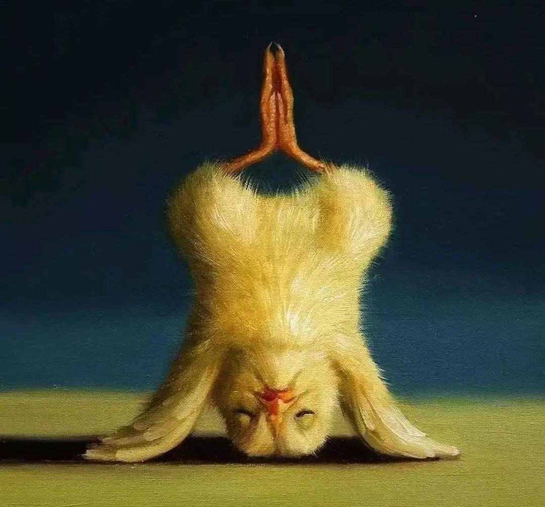 LNeumshen's tweet photo. Yoga Time #duck #ducklings #meditation #fitnessgirl https://t.co/0hLna5bynh