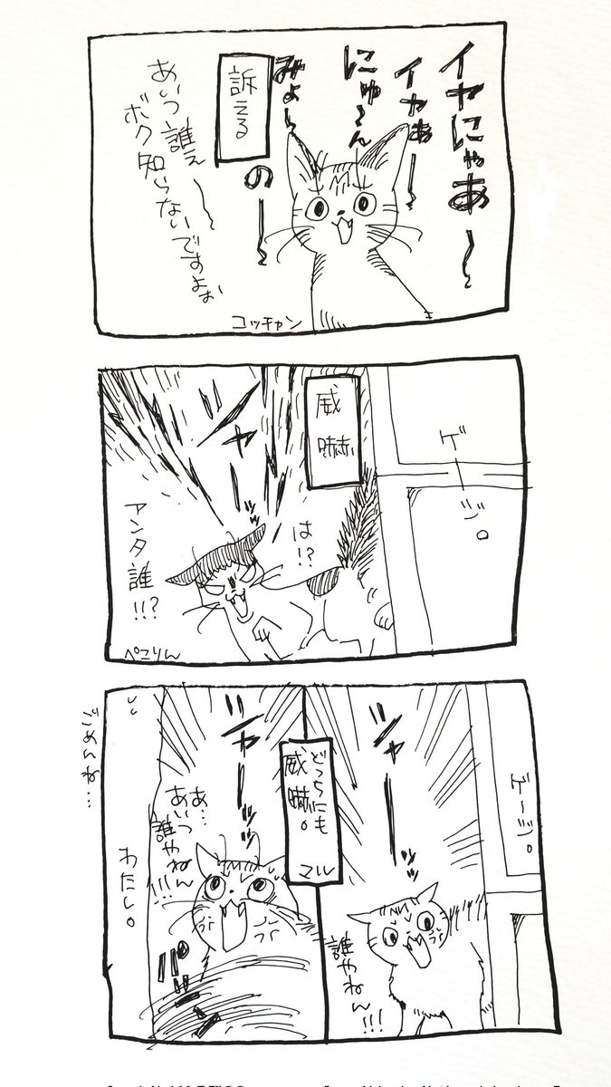 うちのにゃんこズ、新人が入ってきた時のそれぞれの反応