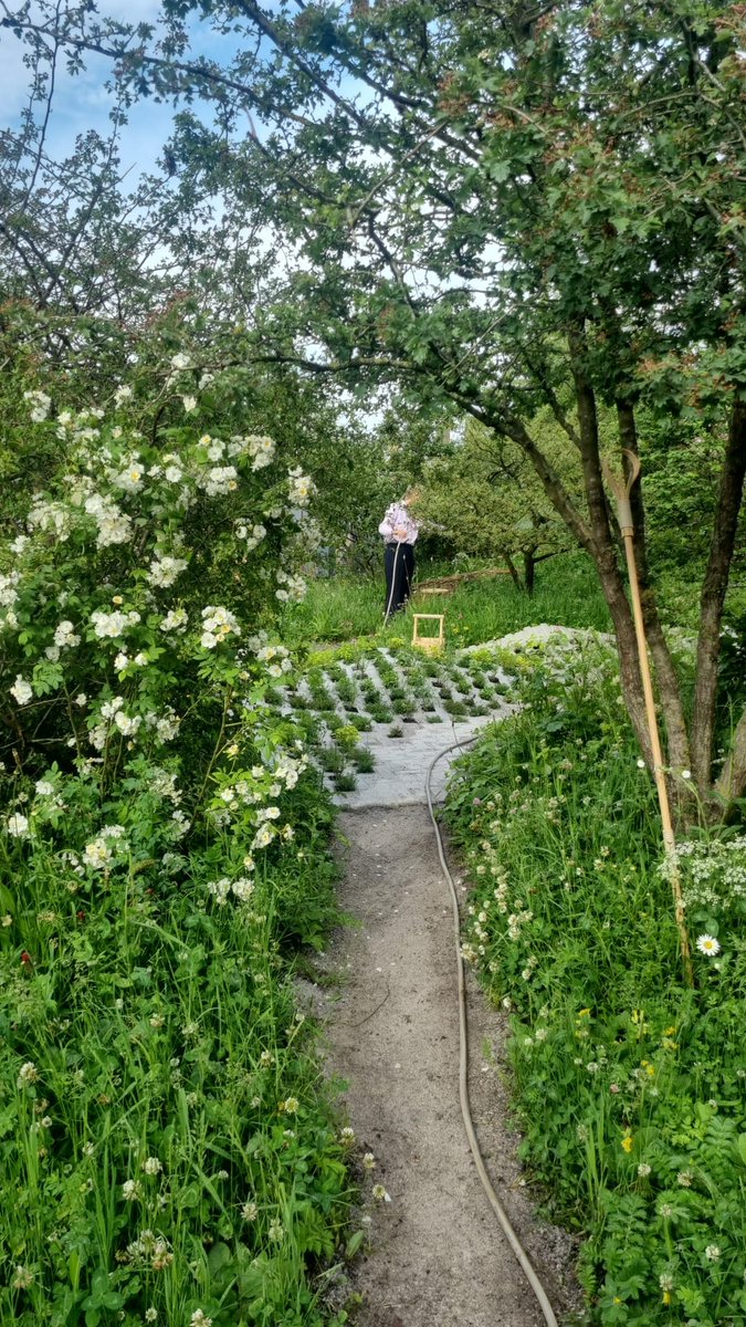AlderHey's tweet photo. We are honoured to be represented at this year's RHS Chelsea Flower Show π»πΉπ· This urban foraging garden, designed by H. Miller Bros, will be relocated to Alder Hey later this year. To show your support head to https://t.co/7A6SIrdZ0u #HeyChelsea #JoinUsJoinIn @AlderHeyCharity https://t.co/h03XOLLMco