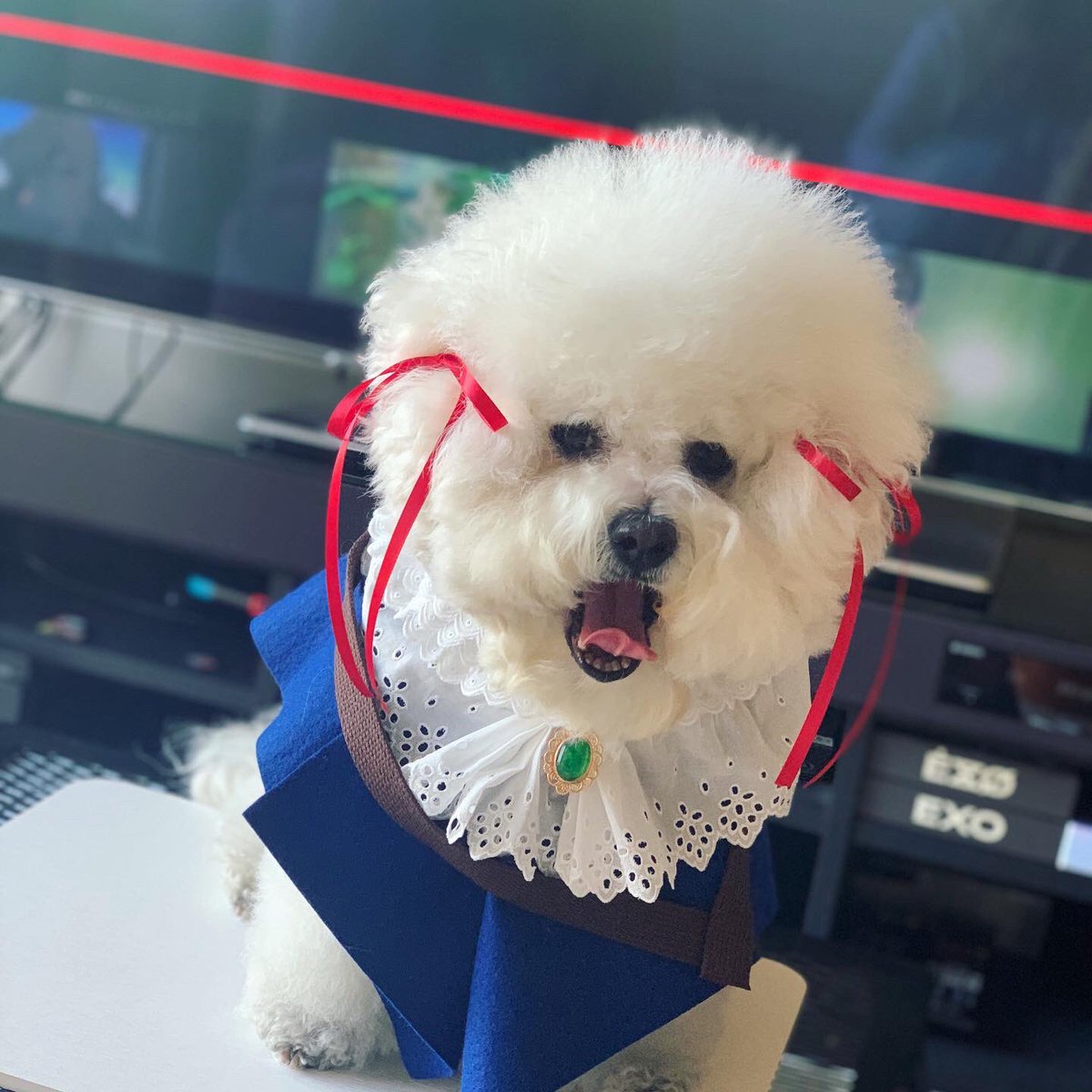 ヴァイオレットエヴァーガーデンやってもらった。

 #ヴァイオレットエヴァーガーデン  #アニメ  #京アニ #コスプレ #犬 #ビションフリーゼ #犬コスプレ #モコモコ犬 #ハンドメイド  #犬のいる暮らし  #犬好きさんとつながりたい