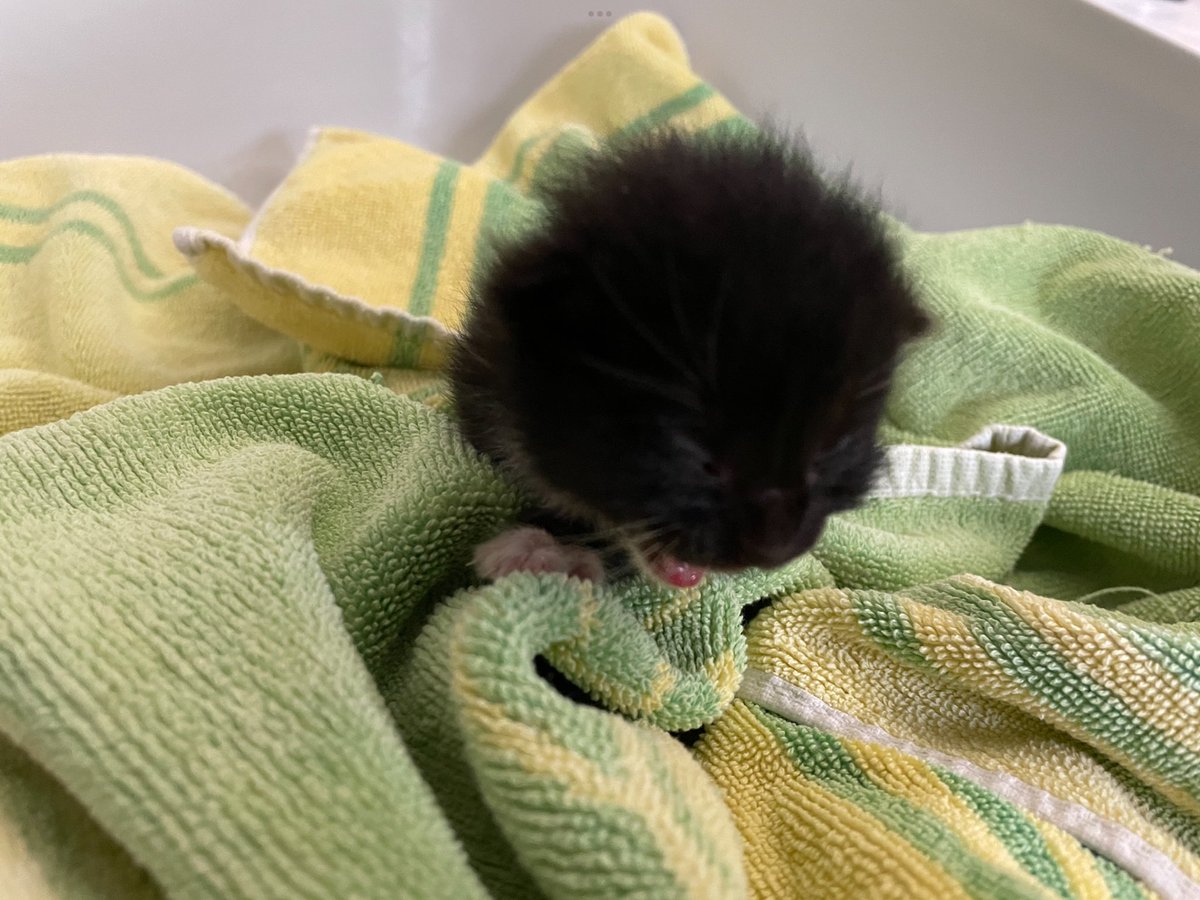 Jan-Luuk tweet media