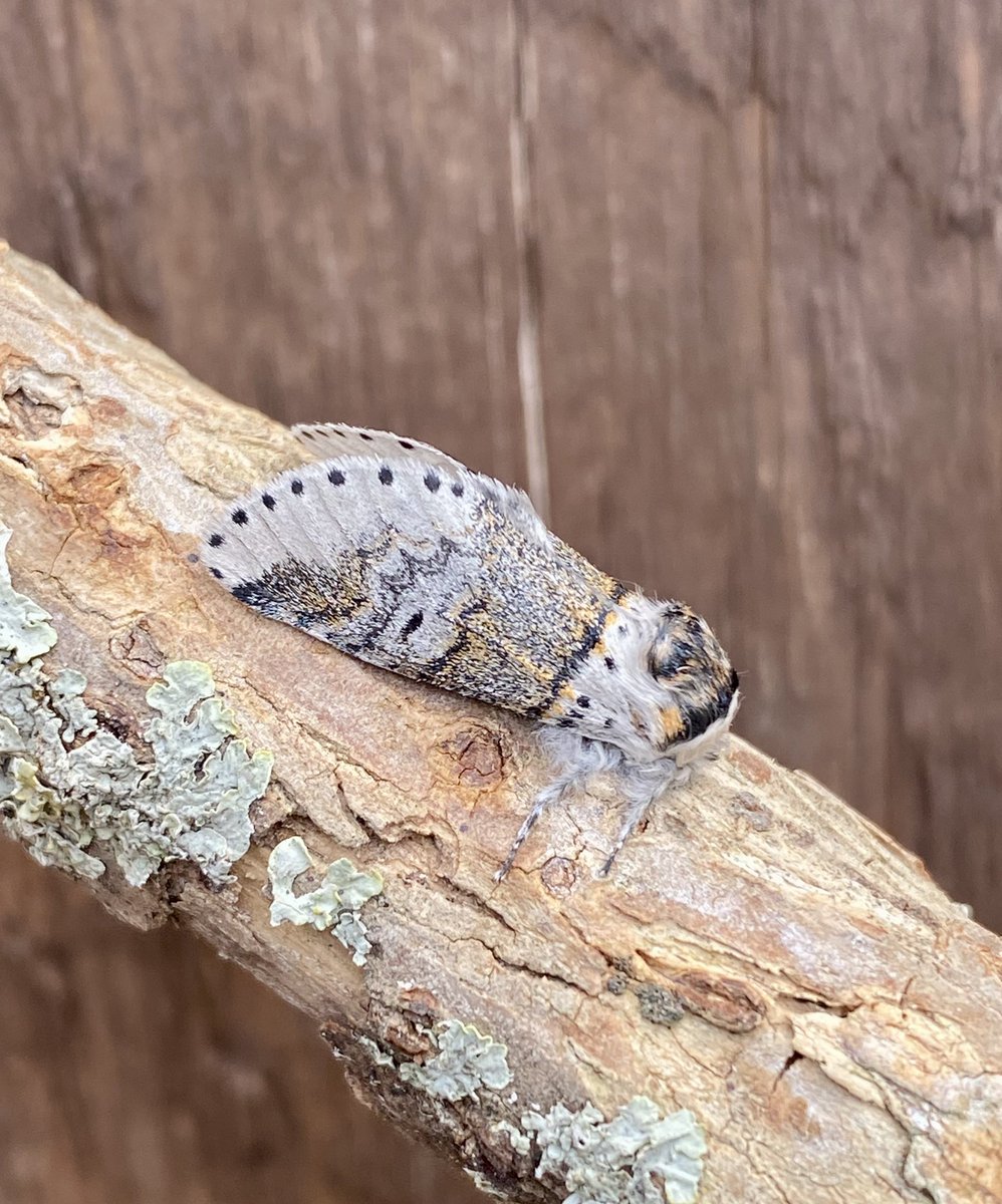 Another 86 #moths of 45 species Sat/Sun night with 4 NFG the stunning and large Puss Moth, Light Brocade, Orange Footman and Sallow Kitten #MothsMatter #teammoth #mothnight @norfolkmoths @BC_Norfolk @savebutterflies