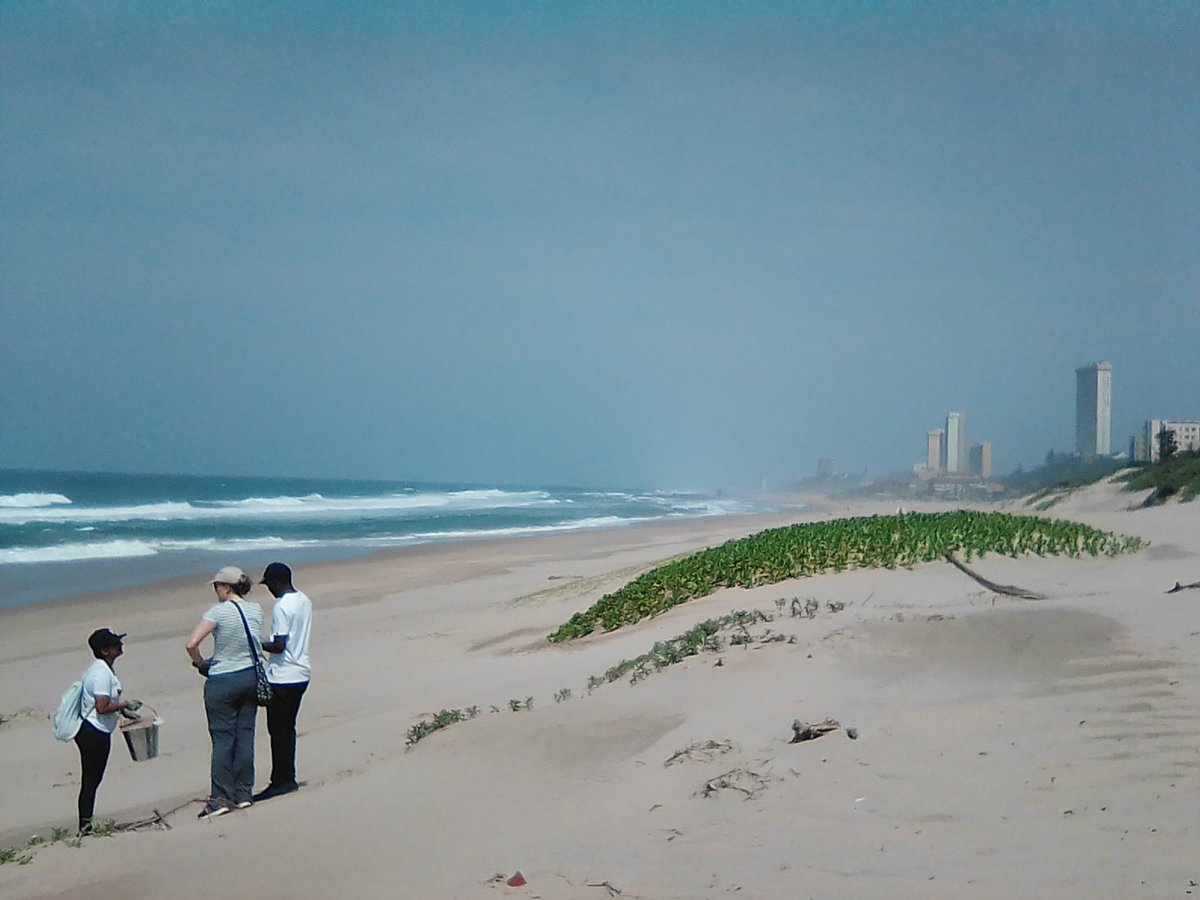 Beach litter accumulation studies are important to investigate litter flows to the marine environment. Cefas and <a href="/UKZN/">University of KwaZulu-Natal</a> studied litter at two locations in South Africa where plastic dominated, being more than 90% of all items #plasticpollution #marinelitter bit.ly/3wyEojy