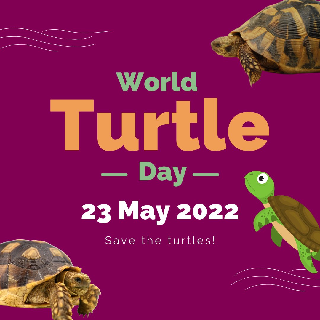 Blackpool Sixth on Twitter "Happy World Turtle Day! 🐢 The purpose of
