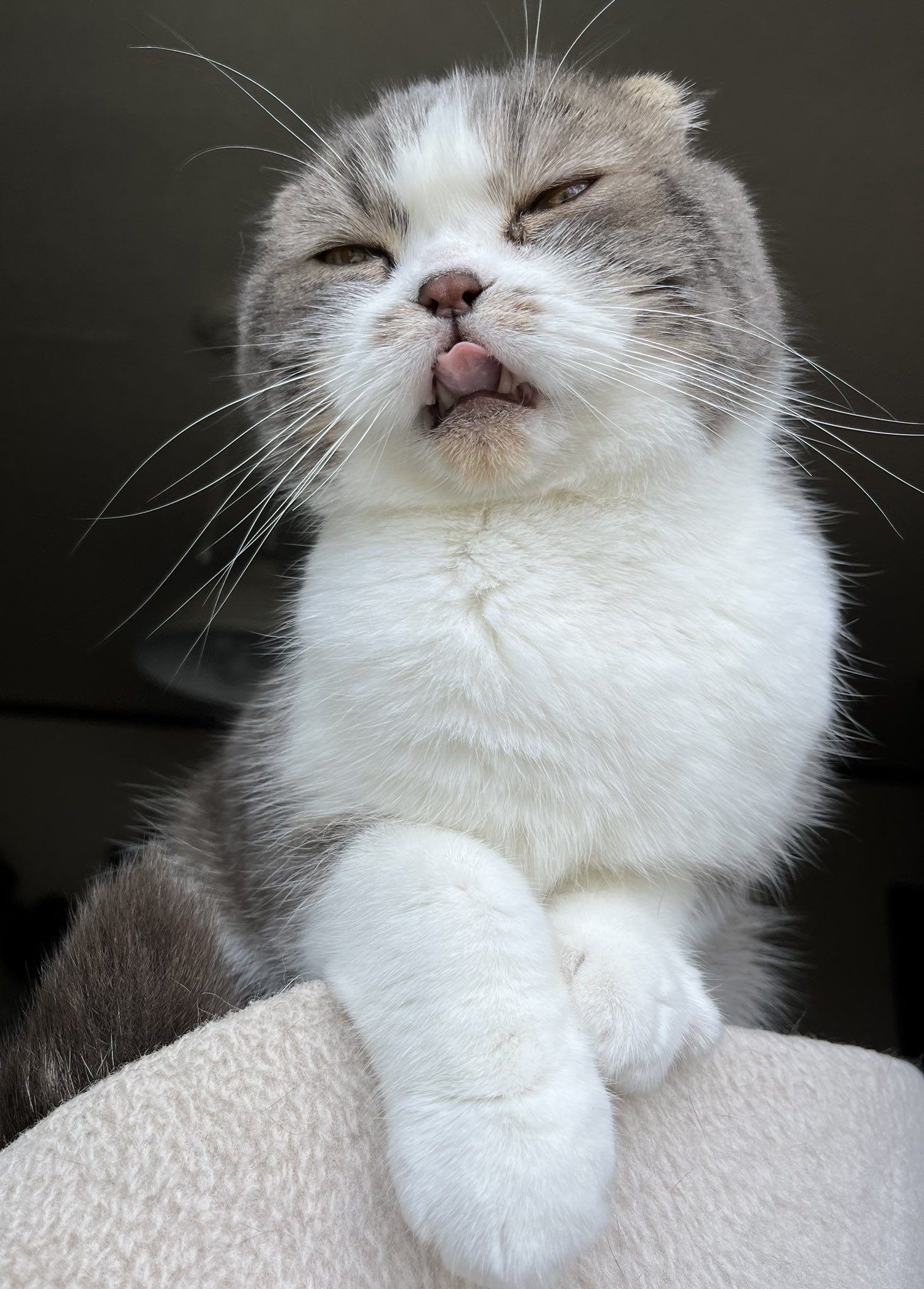 تويتر のえちゃんねる على تويتر 体重3キロ超えたにゃ スコティッシュフォールド 猫 T Co Z7fnrpyxtg